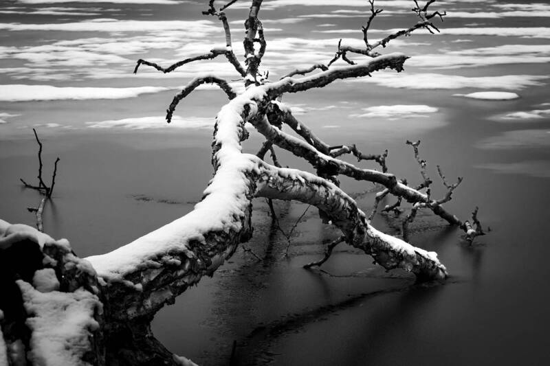 коряга, дерево, зима Без названияphoto preview