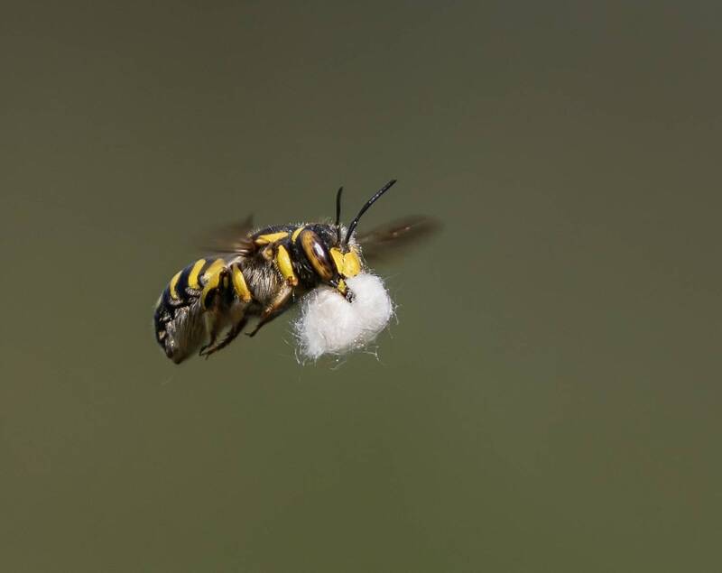 Пчела шерстобитphoto preview