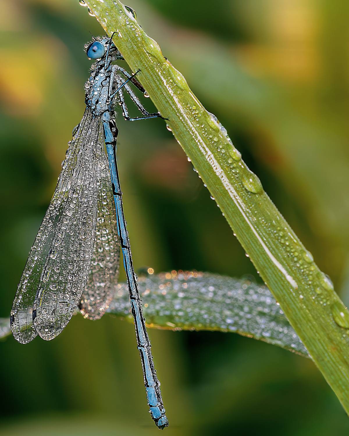 Лето стрекоза макро утро рассвет роса, Ворожцова Марина