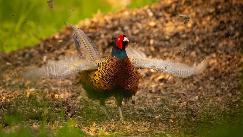 Pheasant photo preview