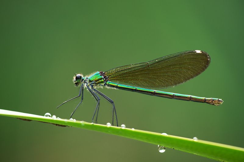 Красотка блестящаяphoto preview