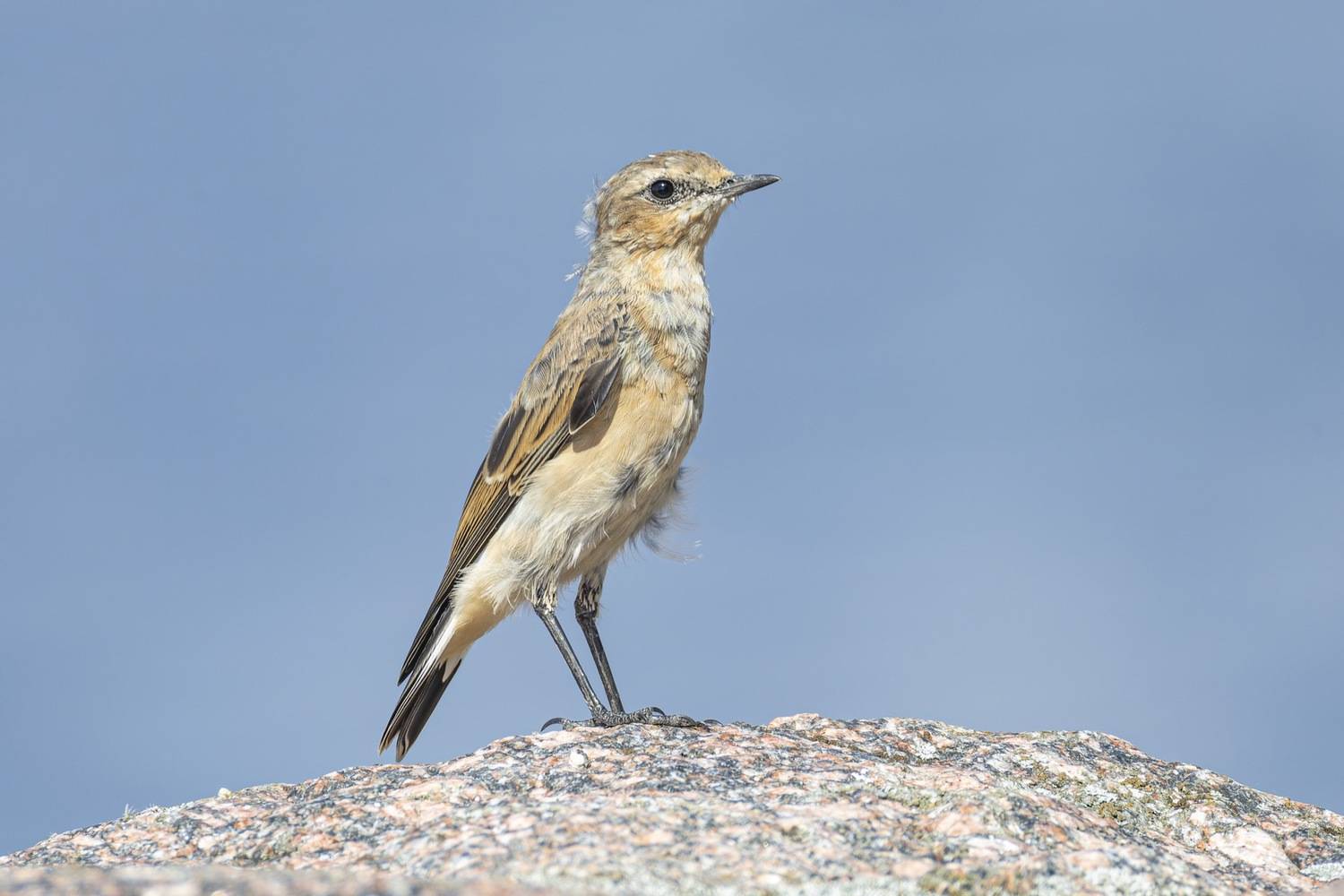 каменка, птенец, птицы, Ruslan Pl