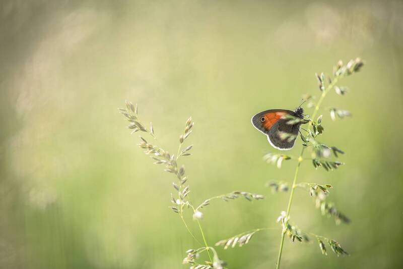 сон, бабочка, травы, россия, воронеж, луг, маклок, nikon d 850, Сладкий сон... фото превью