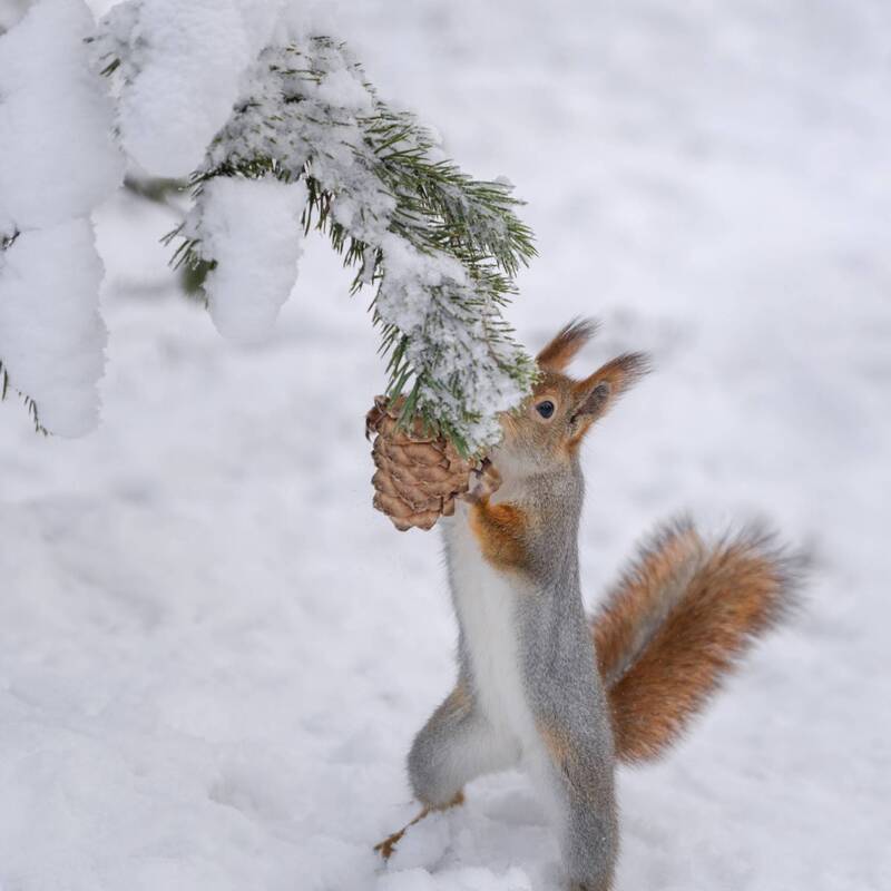 белка,север,лес,кольский, Угощение для белочки!photo preview