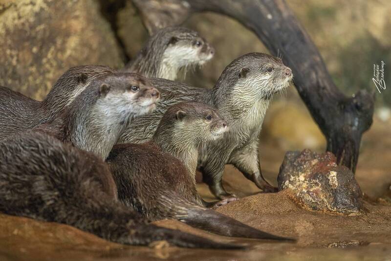 океанариум, санкт-петербург, выдры, азиатские выдры Азиатские бескоготные выдрыphoto preview