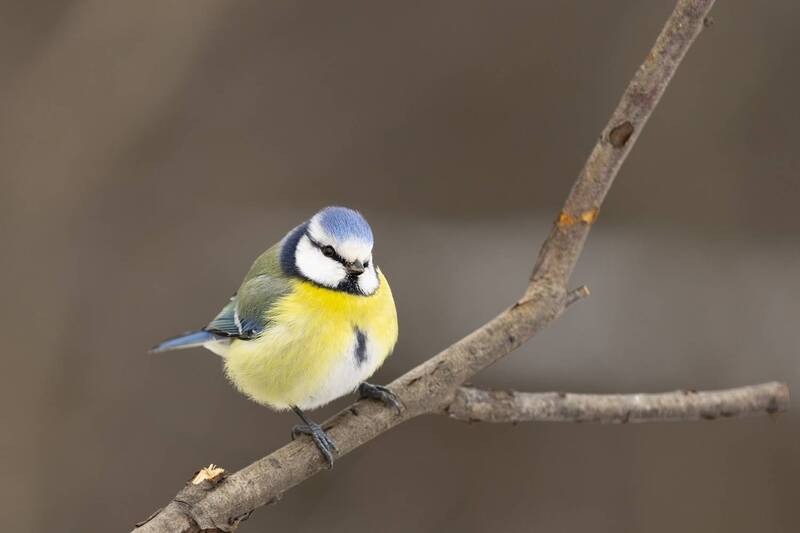 природа Лазоревкаphoto preview