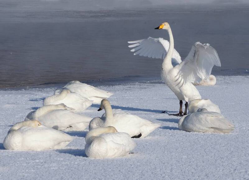 лебединое озеро, алтайский край, урожайное, семилетка, белый стан, лебеди Из жизни лебедейphoto preview