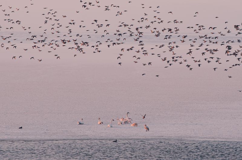 птицы, полёт, стая, природа, дикая природа, минимализм, атмосфера, настроение, пространство, ритм, тишина, движение, wildlife, nature, birds, flamingo, fine art, landscape, harmony, freedom Между покоем и полётомphoto preview