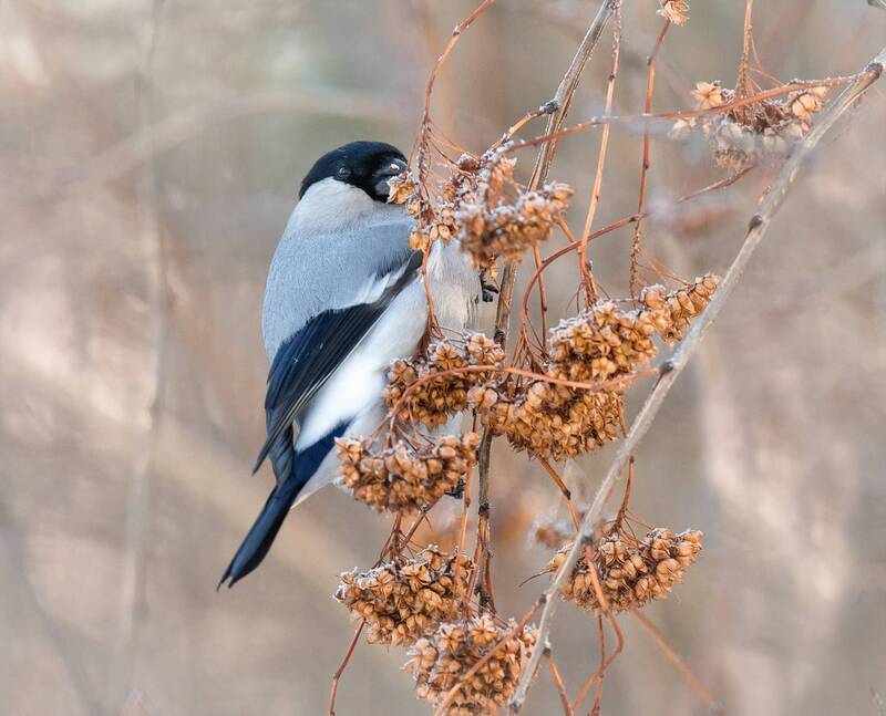 птица, снегирь, серый, самец, Серый снегирь. (6 ФОТО)photo preview