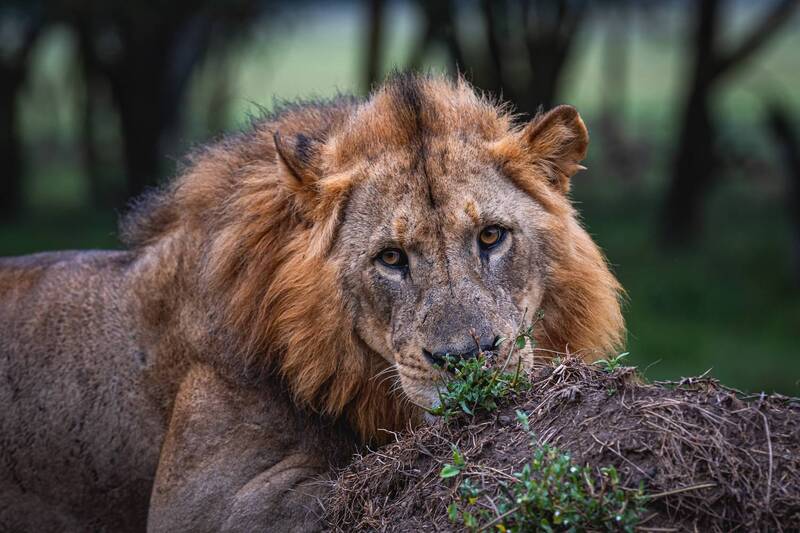 лев, африка, кения, накуру Эти глаза напротив.photo preview