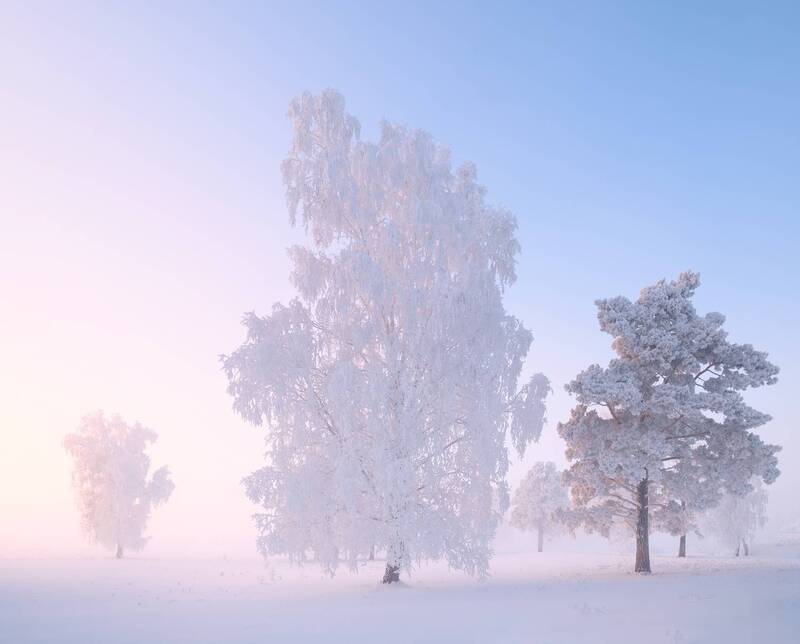 зима, мороз, туман, снег, иней, деревья Солнечным днём. /  On a sunny day.photo preview