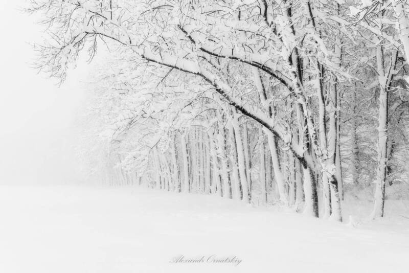Черно-белая зима фото превью