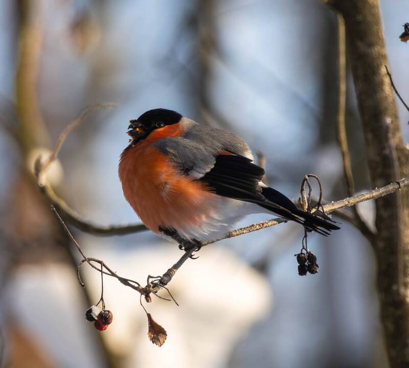 Снегирьphoto preview