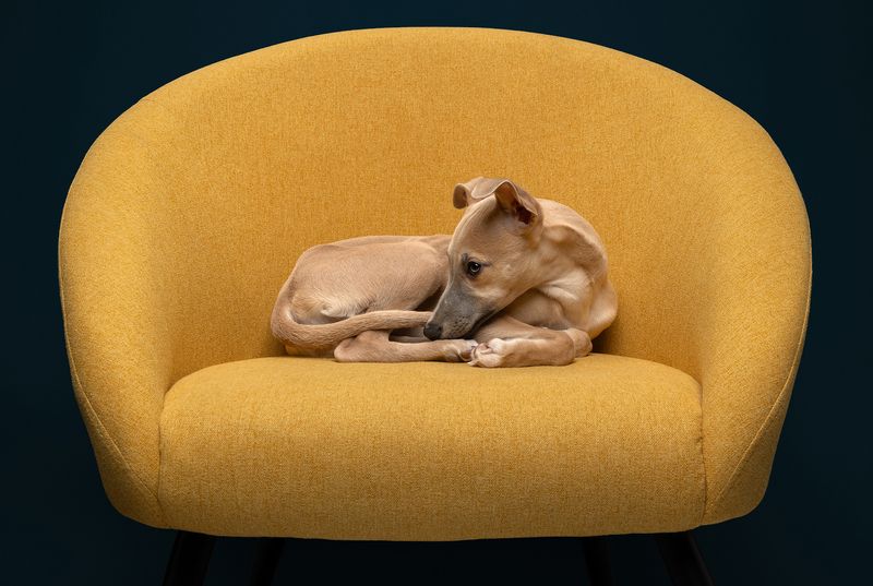 #whippett #dog Pebblephoto preview