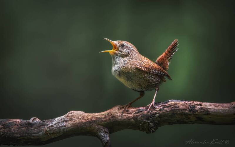 крапивник, подкоренник, орешек, задерихвост, troglodytes troglodytes Голосистыйphoto preview