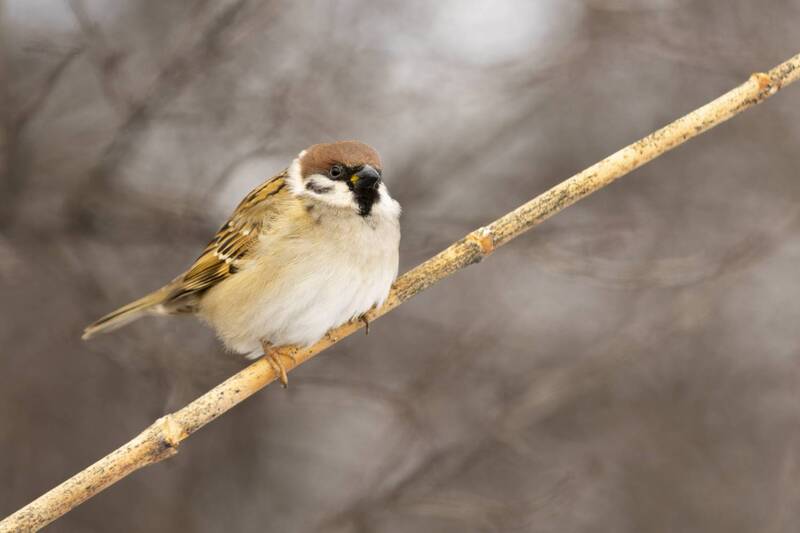 природа ***photo preview