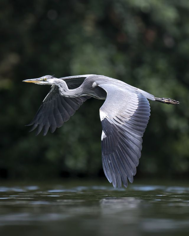 Серая цапля (Ardea cinerea)  photo preview