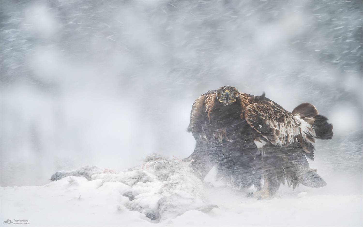 беркут, golden eagle, фототур в красный бор, заказник красный бор, беларусь, фотоохота, фототуры 2026, Влад Соколовский