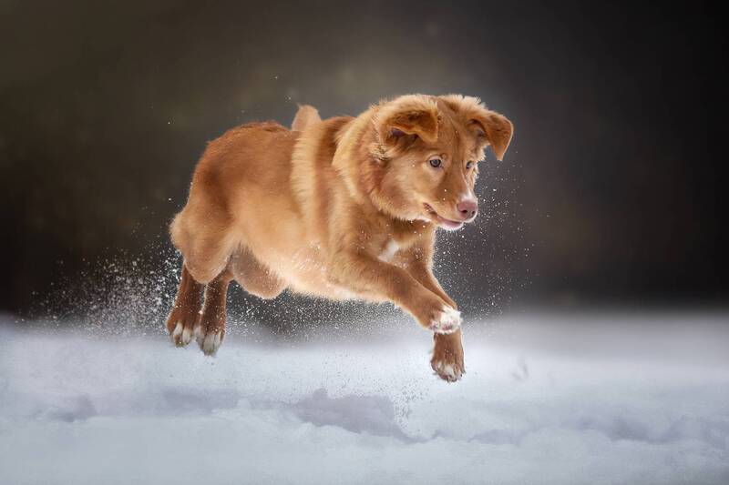 Джинжерphoto preview