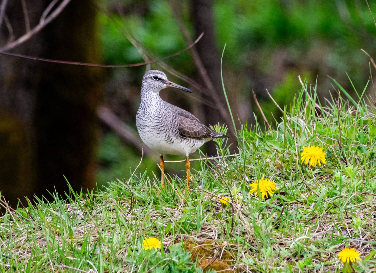 сибирский пепельный улит, улит, птица, хабаровский край, высокогорный, Савчук Сергей