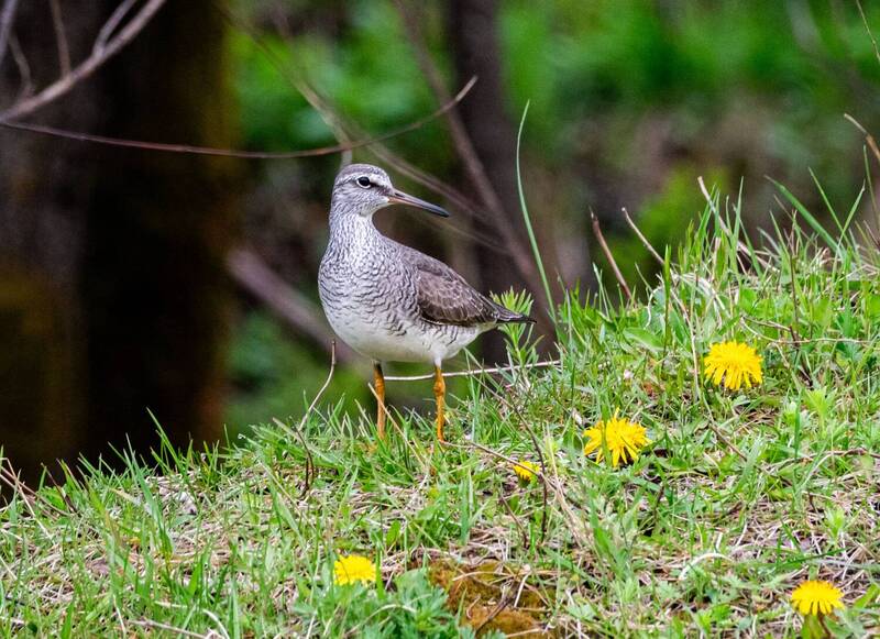 сибирский пепельный улит, улит, птица, хабаровский край, высокогорный сибирский пепельный улитphoto preview