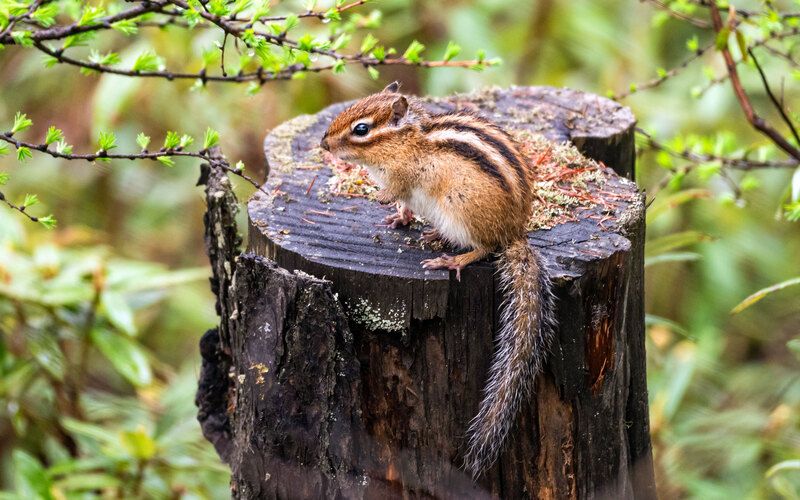 бурундук, хабаровский край, высокогорный, животные Бурундукphoto preview