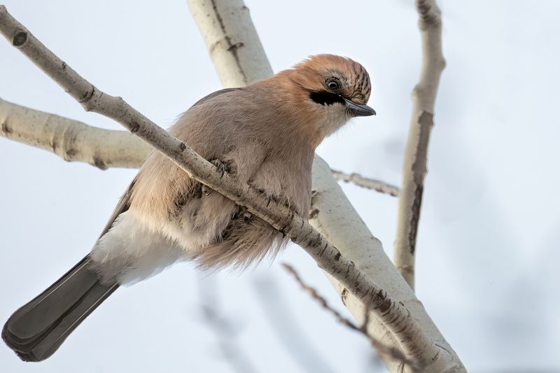 сойка, птица, природа, зима - Что у тебя там? фото превью