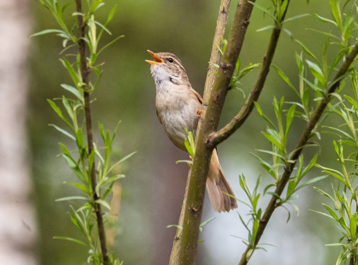 обыкновенный сверчок, хабаровский край, высокогорный, птицы, Савчук Сергей