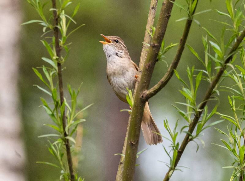 обыкновенный сверчок, хабаровский край, высокогорный, птицы Обыкновенный сверчокphoto preview