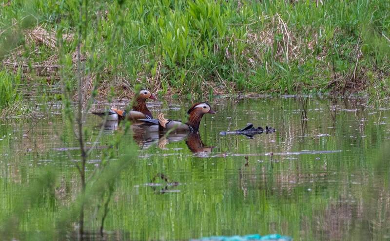 мандаринка, утки, птицы, хабаровский край, высокогорный Мандаринкиphoto preview