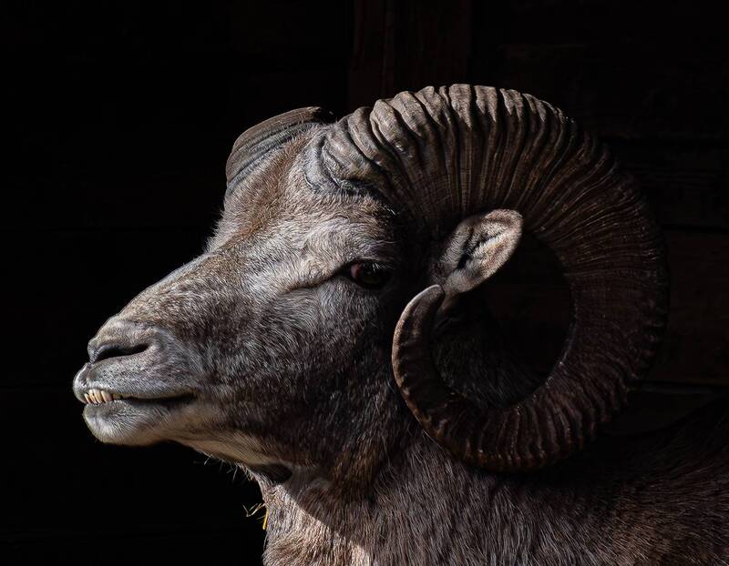 Архарphoto preview