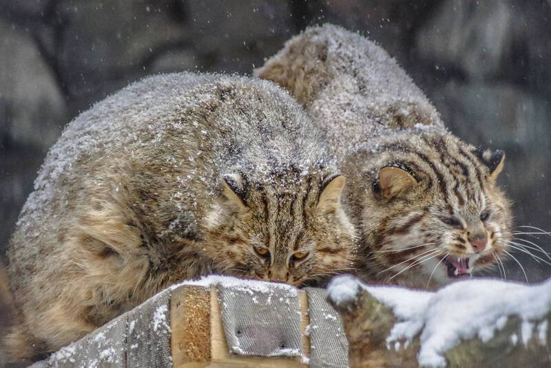 Коты фото превью