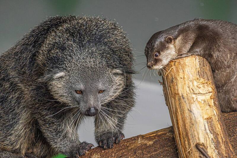 Бинтуронг и бескоготная выдраphoto preview