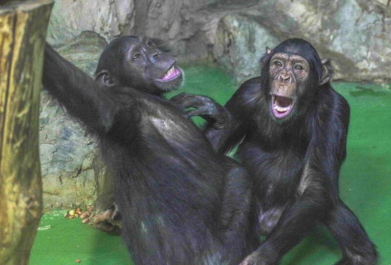 Дуэтphoto preview