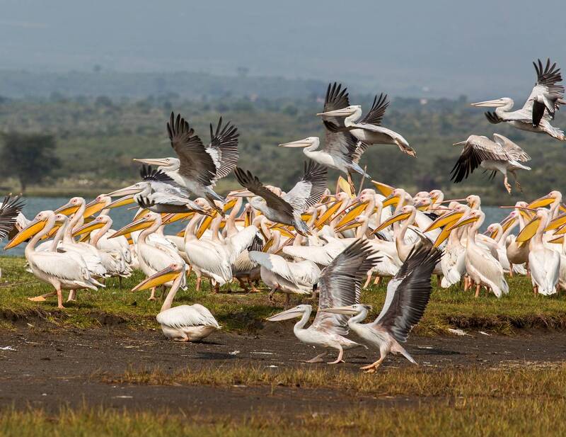 kenya, nakuru photo preview