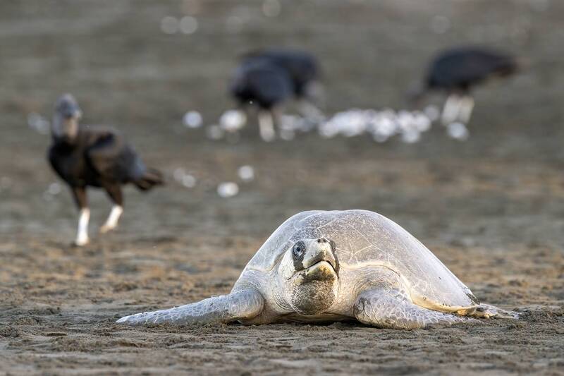 Tortuga Lora (Lepidochelys olivacea) Olive Ridley Turtlephoto preview
