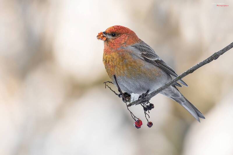 Молодой щурphoto preview