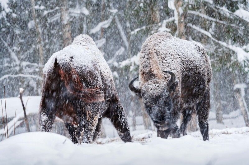 Забодаюphoto preview