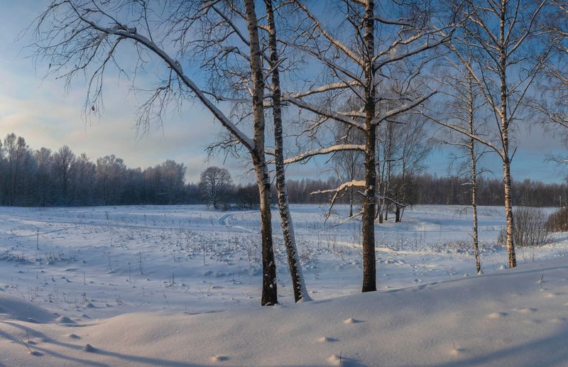 зима, лес photo preview