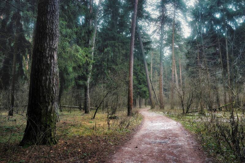 лес, деревья, снег, свет В лесуphoto preview