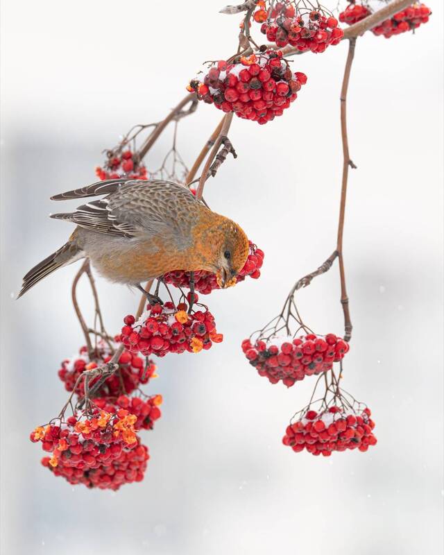рябина, щур, птицы photo preview