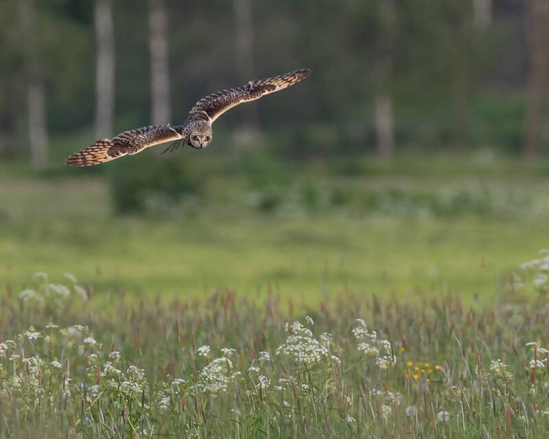 болотная сова, сова, птицы photo preview