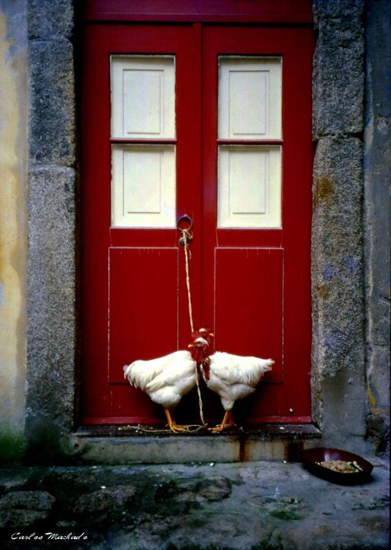 Animals, street reportage, Chickens in the street of Porto-Portugalphoto preview