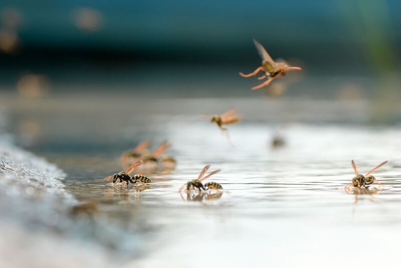 осы, Астрахань Жаркий деньphoto preview