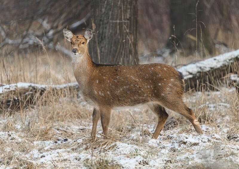 Пятнистый олень , самка Самка пятнистого оленяphoto preview