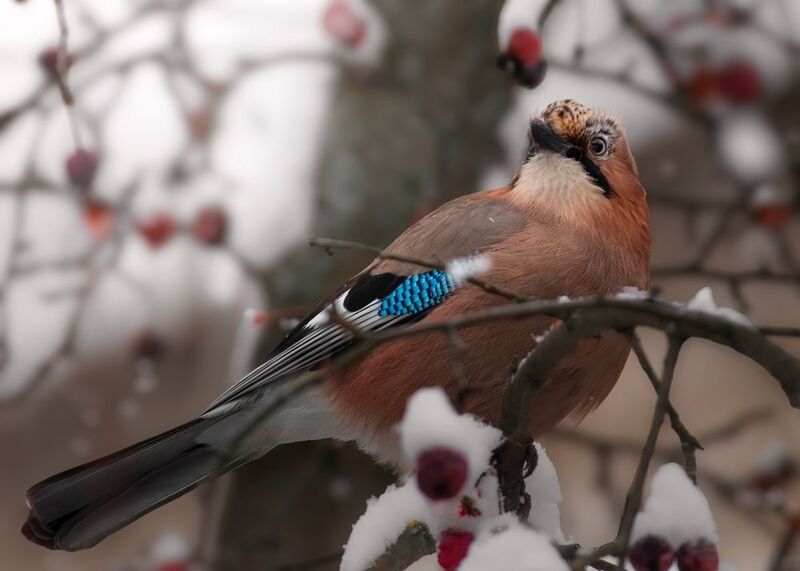 wildlife, birdwatching, nature, bird photography, птица, фотоохота, природа, сойка  Сойкаphoto preview