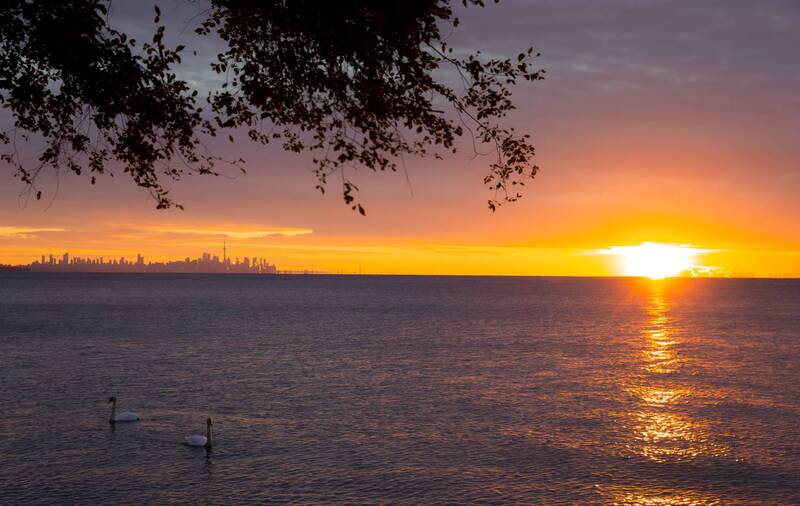 marko radovanovic swan canada toronto ontario lake morning golden hour bird white love together early sunrise clouds cn tower skyline lake animal bound forever white relaxing Love for lifephoto preview