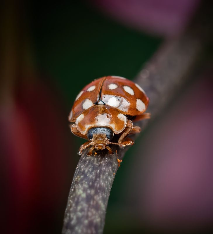 божья коровка Галиция шестнадцатипятнистаяphoto preview