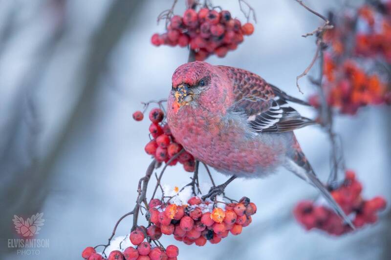 щур, птицы россии, кострома, костромская область, щуры, редкие птицы Северные гости в наших краях. Обыкновенный щур (лат. Pinicola enucleator).photo preview