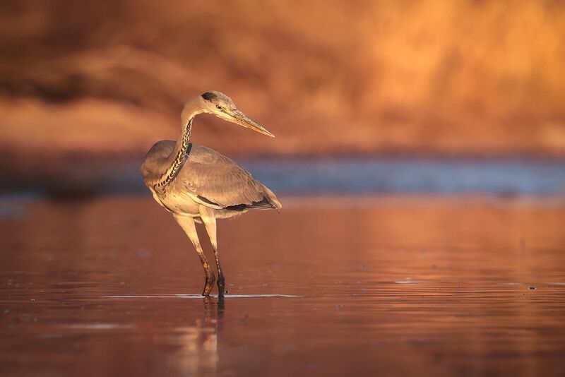 Hare фото превью